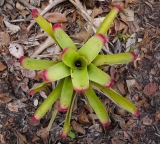 bromeliad about to be sampled